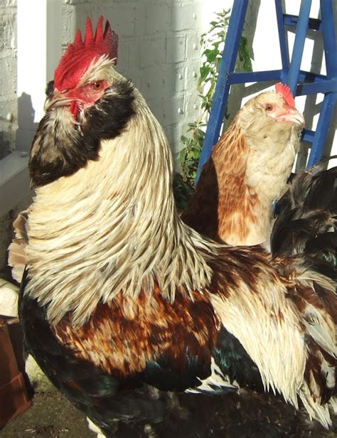 Faverolles Chicken | Modern Farming Methods