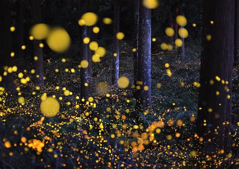 11 Facts About Fireflies