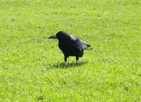 The Rattling Crow: Nesting Rooks