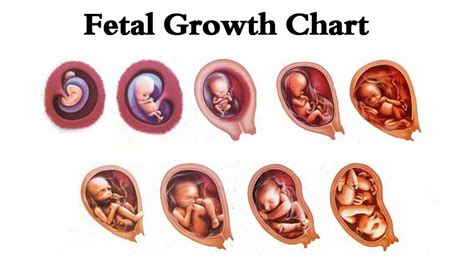 Baby Growth Chart Week By Week - Length & Height