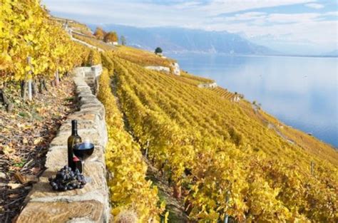 Wines of Switzerland | Discover Swiss Wine & Regions • Winetraveler