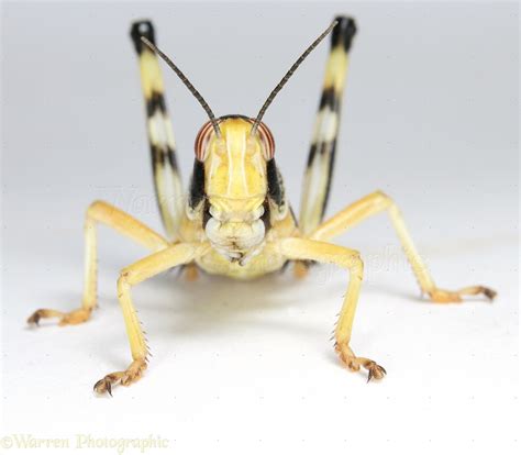 Desert Locust photo - WP11172