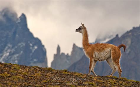 Horses are grazing on the beautiful background of Patagonian Andes. Torres del Paine National ...