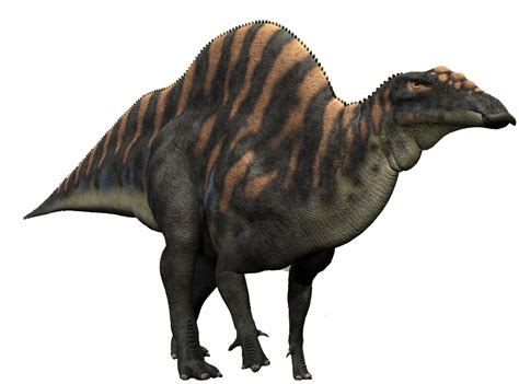 Ouranosaurus | Dinosaur Wiki | FANDOM powered by Wikia