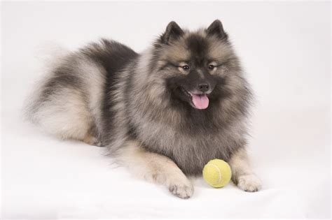 Keeshond puppy, Keeshond dog, Training your dog