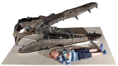 Pliosaur that roamed seas 155 million years ago goes on display at Dorset County Museum in ...