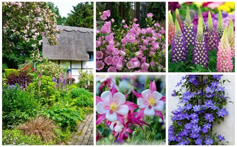 15 Stunning Cottage Garden Perennials