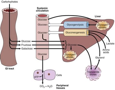 Glucose metabolism and diabetes mellitus | Basicmedical Key