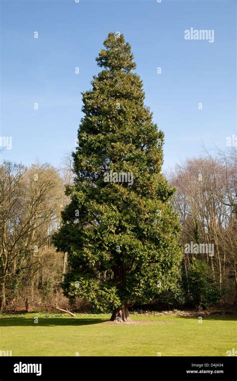 Cedar tree hi-res stock photography and images - Alamy