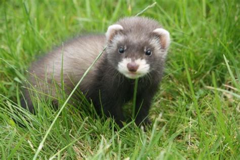 Baby ferret photos | Baby ferrets, Cute ferrets, Pet ferret