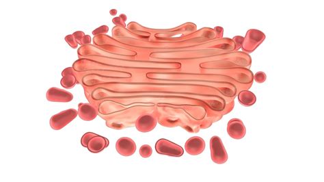 3d golgi apparatus model