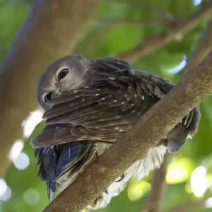 Barking Owl - Facts, Diet, Habitat & Pictures on Animalia.bio