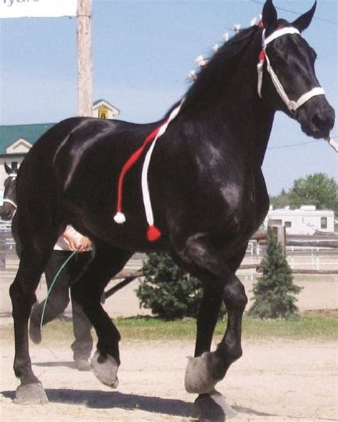 Sleek black Percheron? Yes | Horses, Percheron horses, Clydesdale horses