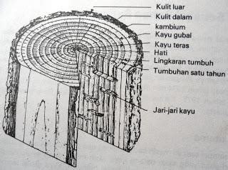 Pengertian Kayu, Bagian-bagian Kayu dan Sifat Kayu – ilmuteknik.id