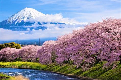 Japan Mount Fuji Cherry Blossom