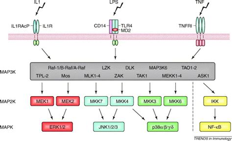 MAP kinase kinase kinases and innate immunity: Trends in Immunology