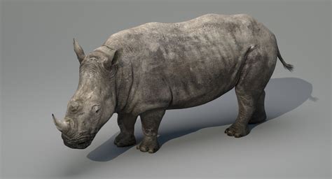 3d model rhino rigged