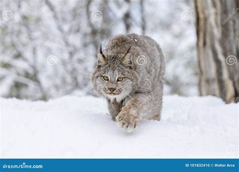 Bobcat in the Snow stock photo. Image of beautiful, beauty - 101832410