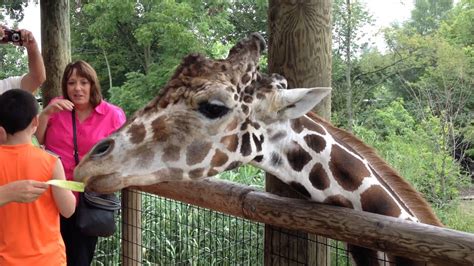 Feeding Giraffes At Fort Wayne Children's Zoo - YouTube