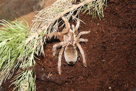 Australian Tarantula | Perth Zoo