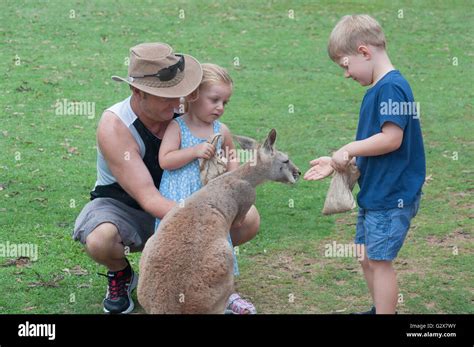 Children feeding Western Grey Kangaroo at Lone Pine Koala Sanctuary ...