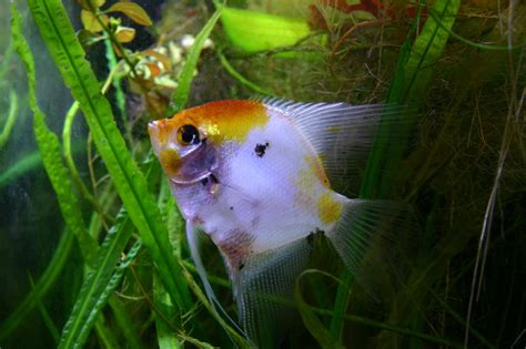 Can Angelfish And Bettas Live Together?