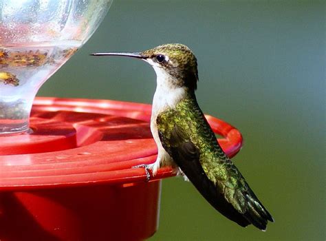 Best Practices for Hummingbird Feeding - Tracy Aviary