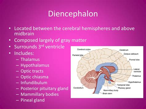 PPT - Diencephalon, Brain Stem and Cranial Nerves PowerPoint ...