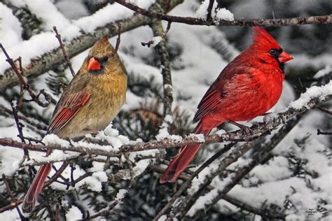 Pair Of Cardinals In Winter Photograph by Peg Runyan