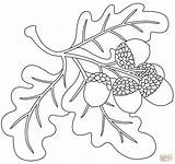 Acorn Coloring Pages To Print Sketch Page sketch template