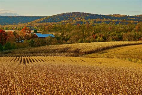 Golden Fall Corn Fields Homestead Photograph by Blair Seitz - Fine Art America