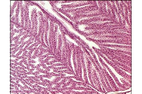 Histological sections of the proventriculus of birds (HE) · Atlas of Animal Anatomy and Histology