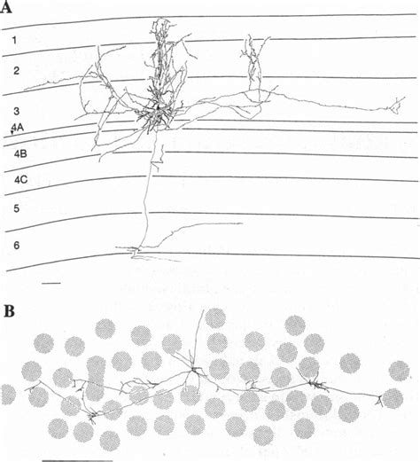 Examples of horizontally projecting pyramidal cells in primate area Vl ...