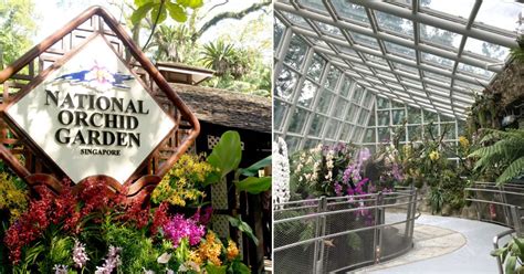 Free entry to National Orchid Garden at S'pore Botanic Gardens from Jan ...