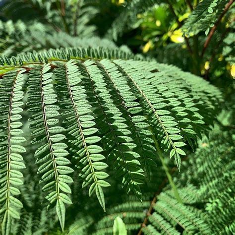 AE DESIGN on Instagram: “Cyathea arborea (L.) Family: Cyathea Genus ...