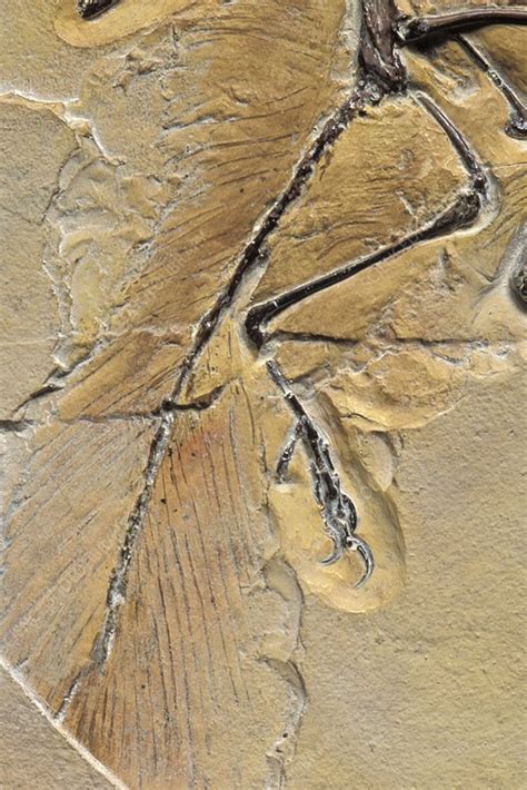 Archaeopteryx fossil - Stock Image - C013/1995 - Science Photo Library