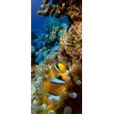 Fotomural Coral Reef FT-0223