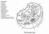 Human Cell Worksheet Coloring Pages  Cool sketch template