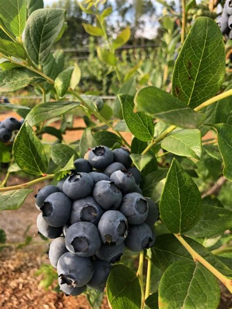 Public Coast Farm Blueberry Varieties: - Public Coast Brewing Co.