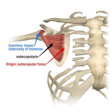 Subscapularis muscle Anatomy origin, insertion and exercises.