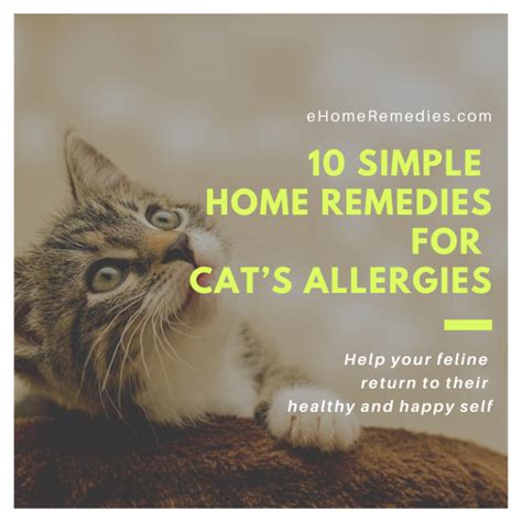 10 Home Remedies for Cat's Allergies