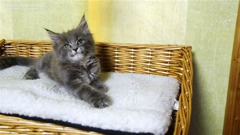 Josy of Maine Coon Castle 8 weeks old | Maine Coon Castle | Flickr