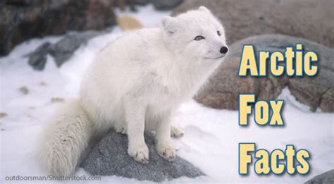 Arctic Fox Information Sheet For Kids