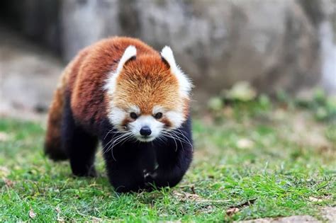 Red Panda, live in temperate climates, in deciduous and coniferous forests, usually with an ...