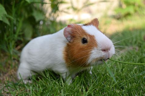 Cavia's - Dierenkliniek De Wetering