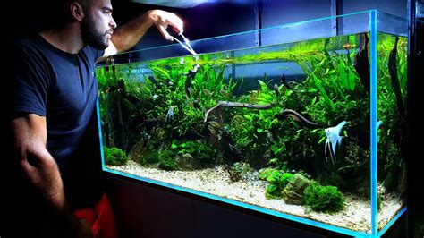 4ft ANGELFISH AQUARIUM | PLANTED TANK MAINTENANCE - YouTube