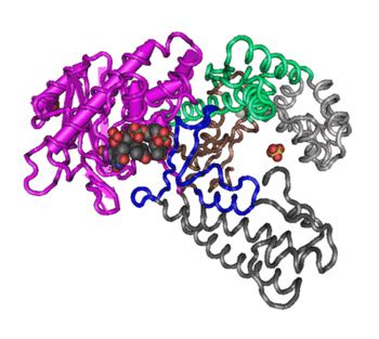 Primary Structure Of Proteins