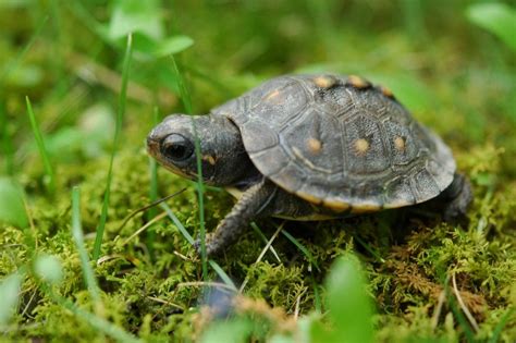 Tribeca Artists Apparently Really Fascinated With Pet Turtles | Tribeca, NY Patch