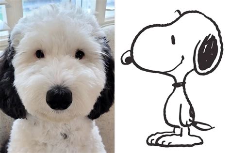 Snoopy Look-alike Bayley the Mini Sheepadoodle Is Winning the Hearts of the Internet