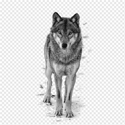 Wolf, white wolf, great white wolf, snow wolf png | PNGWing